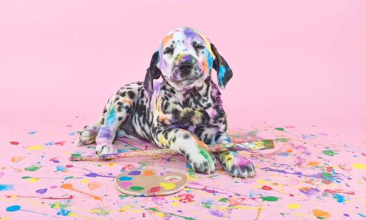 7 hondenrassen die het beste bij je leefstijl passen