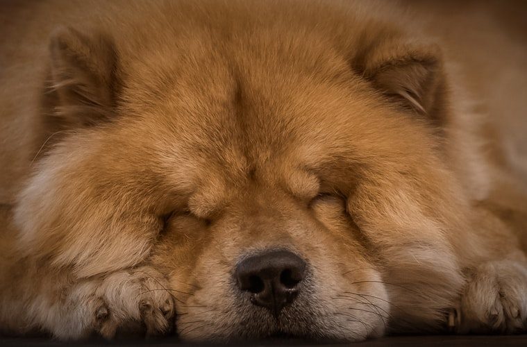 VIDEO: Dit betekent de slaappositie van je hond