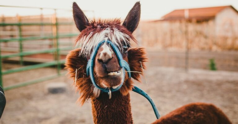 Je kunt nu op &lsquo;Feed en Greet&rsquo; met alpaca&rsquo;s en dit is waarom je dat wil (+WIN)