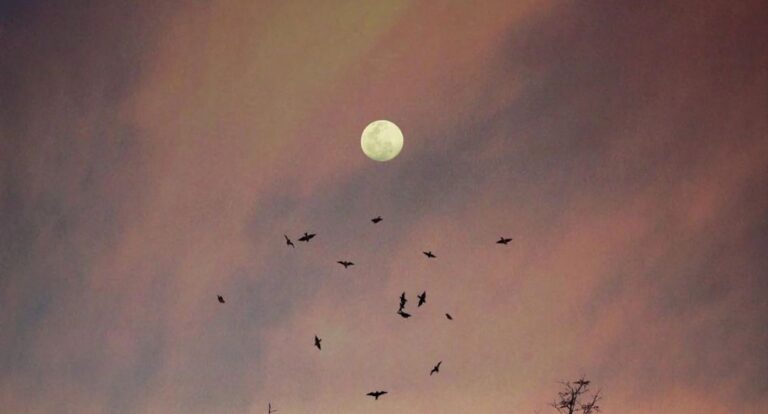 Maan in roze lucht met vogels die eromheen vliegen.