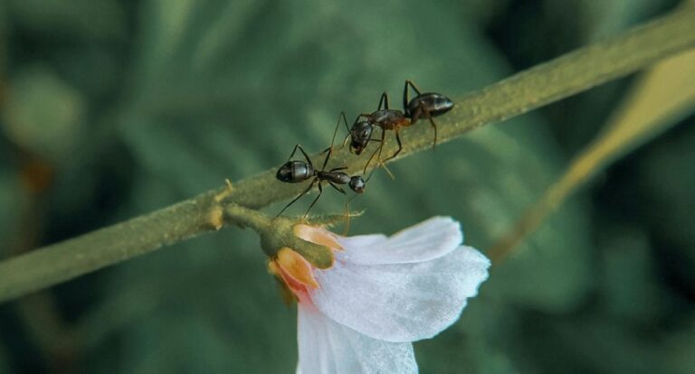Mieren op een blad.