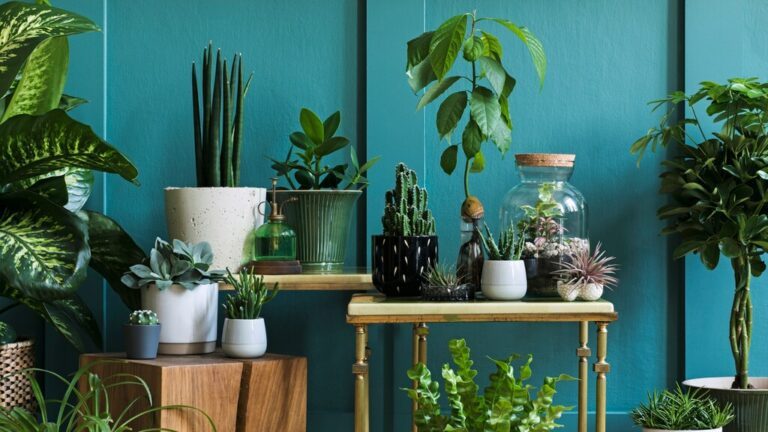 Ben jij een planten-freak? Dit zijn redenen om nog meer planten in huis te halen