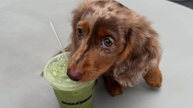 hond met matcha