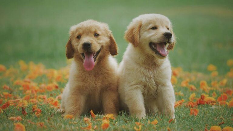 Twee hondjes in een grasveld.
