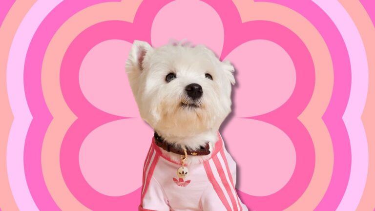 Hondje met een Adidas-jasje aan.