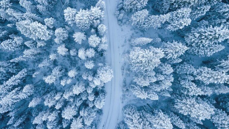 Een besneeuwd bos.