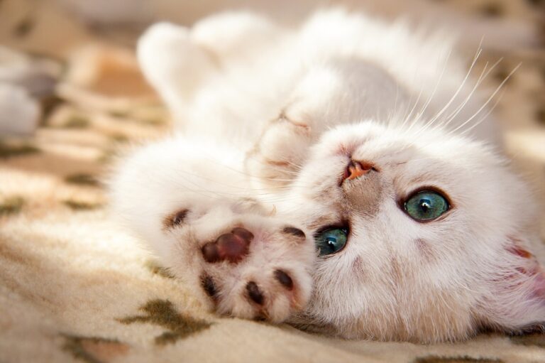 Dit waren de populairste kattennamen van 2019