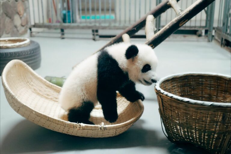 Cute! Als jij deze schattige dieren video&rsquo;s hebt gezien is jouw slechte humeur verdwenen