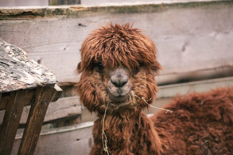 Wil je doen: je kunt nu op vakantie met alpaca&rsquo;s (en het is mega cute)