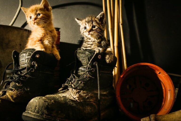 Dit is waarom katten graag op je schoenen gaan zitten