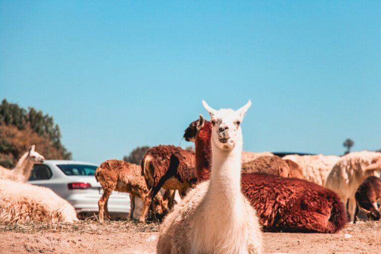 Zoet: in de nieuwe uitbreiding van De Sims kun je knuffelen met alpaca&rsquo;s