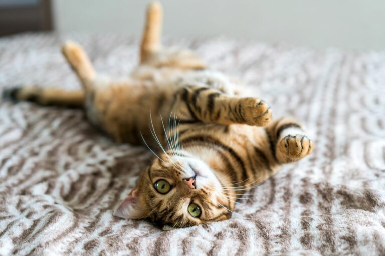 VIDEO: Deze kat heeft verlatingsangst en het is te lief voor woorden