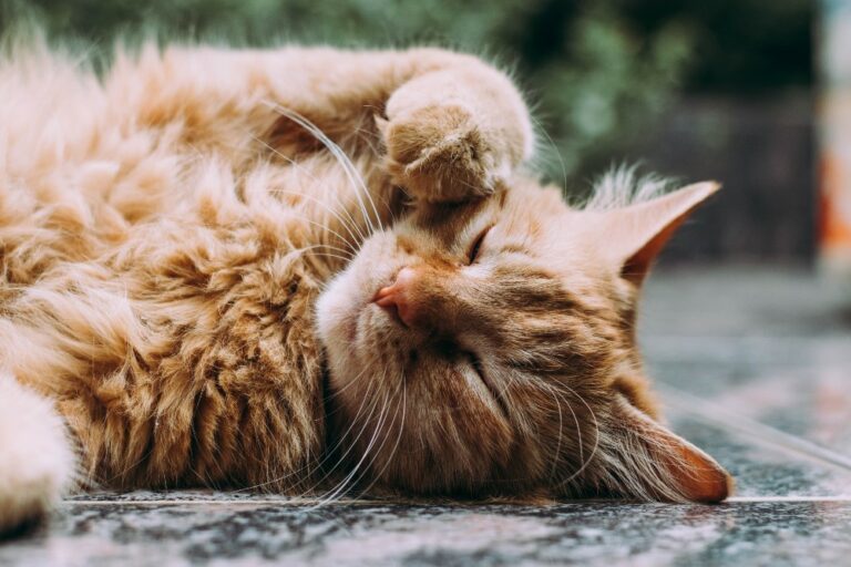 Catlovers opgelet: Hema verkoopt een speciaal kattenhuis voor je pluizige vriendje