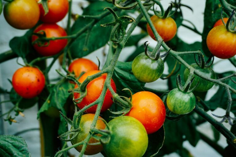 Je eigen moestuin beginnen? Zo wordt het een succes!