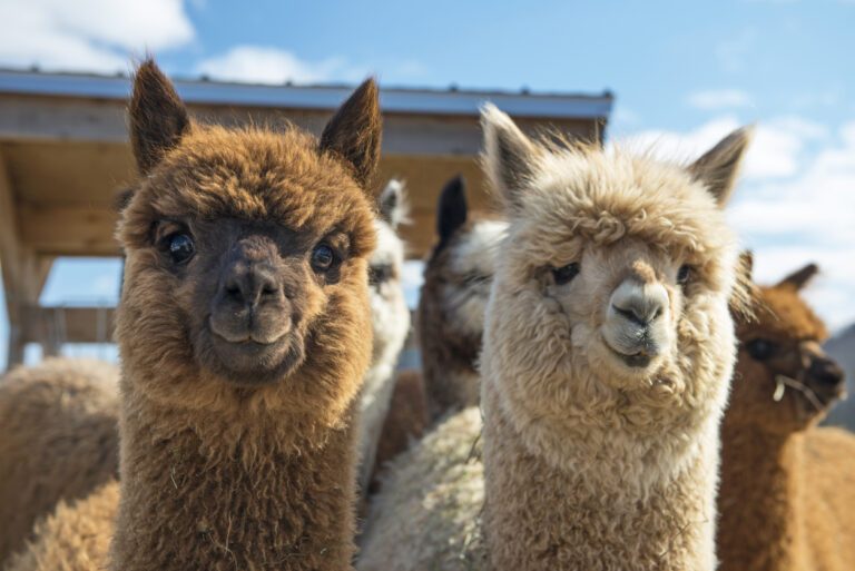 Cute! Deze fluffy alpaca&rsquo;s op TikTok zijn het liefste ooit