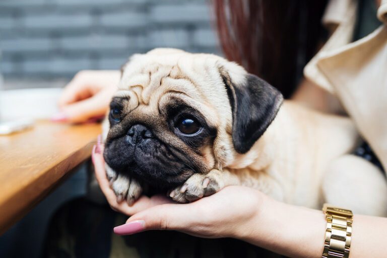 Deze hond past het beste bij jouw sterrenbeeld