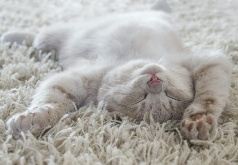 9x foto&rsquo;s van katten in gekke (bijzondere) posities