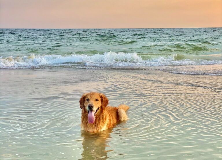 Meant to be: dit is je teken om een golden retriever te nemen