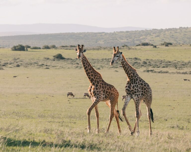 VIDEO: wow, giraffe pakt kind op