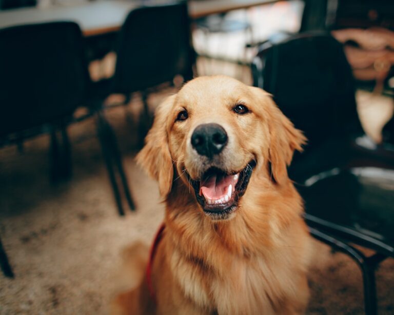 VIDEO: puppy love: dit gedrag vertoont bijna elke hond