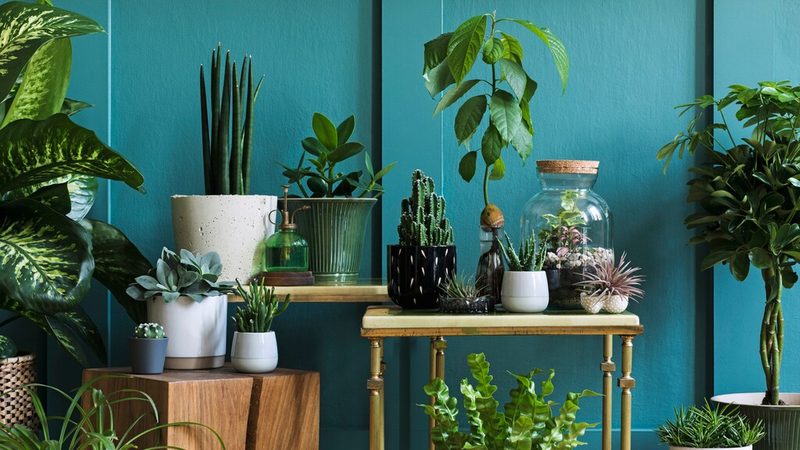 Ben jij een planten-freak? Dit zijn redenen om nog meer planten in huis te halen