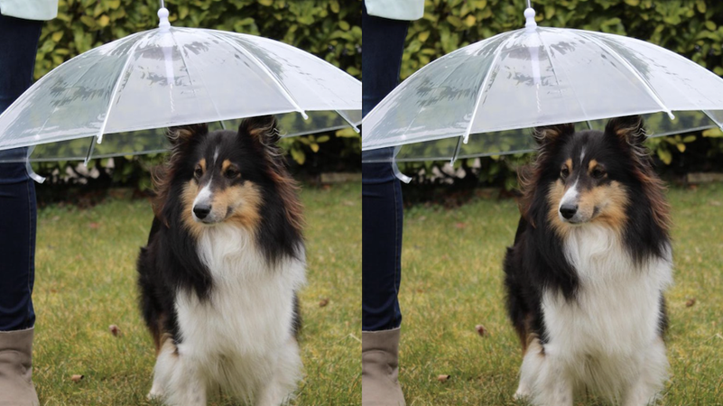 Te cute: er bestaat een paraplu voor honden