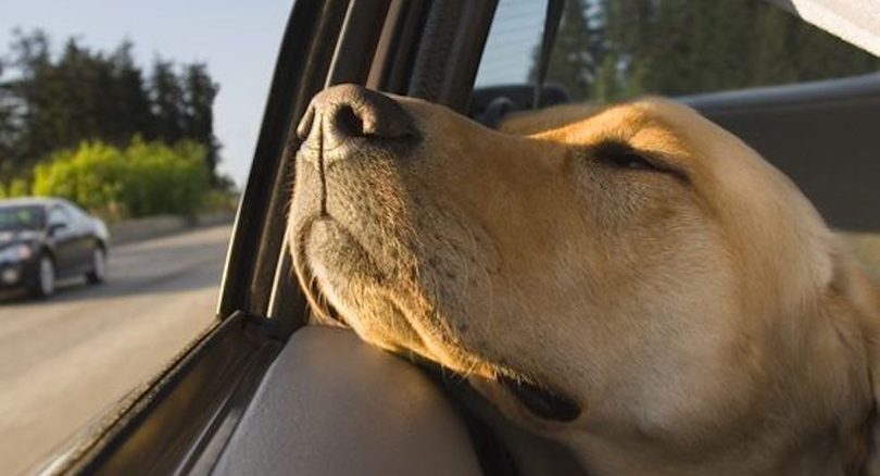 hond-vakantie