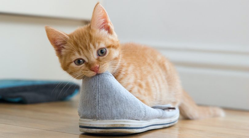 Leuk weetje: waarom katten zo gek zijn op schoenen