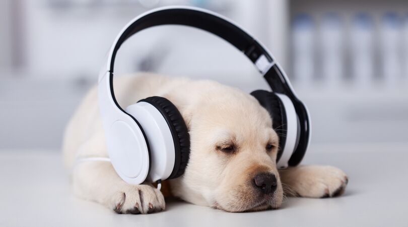 Spotify komt met een playlist speciaal voor eenzame honden