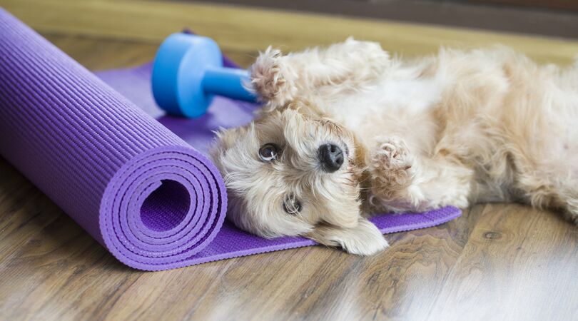 Samen sporten met je hond? Dat kan met deze tips