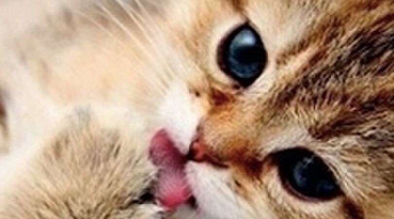 Dit zijn de beste tips tegen een kater