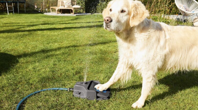 Deze waterfontein (aka hontein) geeft jouw hond verkoeling deze zomer