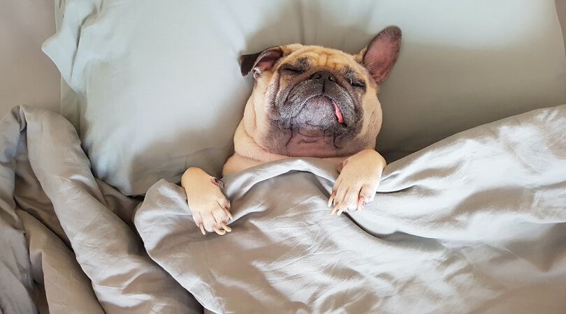 Onderzoek: ben jij een snoozer? Dan ben jij intelligenter, creatiever en gelukkiger