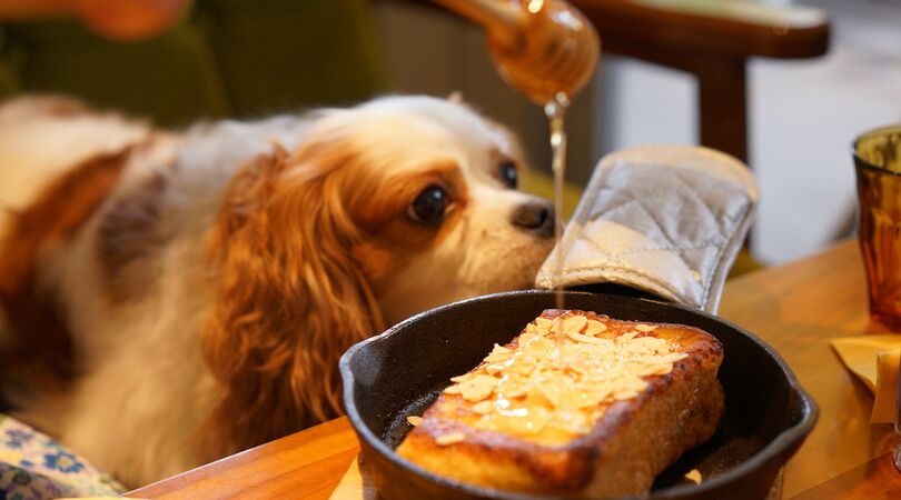 Uiteten met je hond: dit restaurant heeft een menukaart voor honden