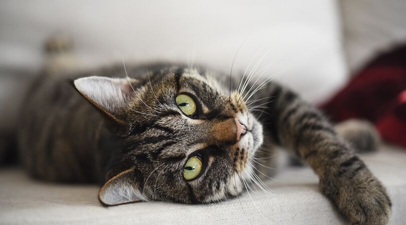 Zo kun je zien of je kat van je houdt