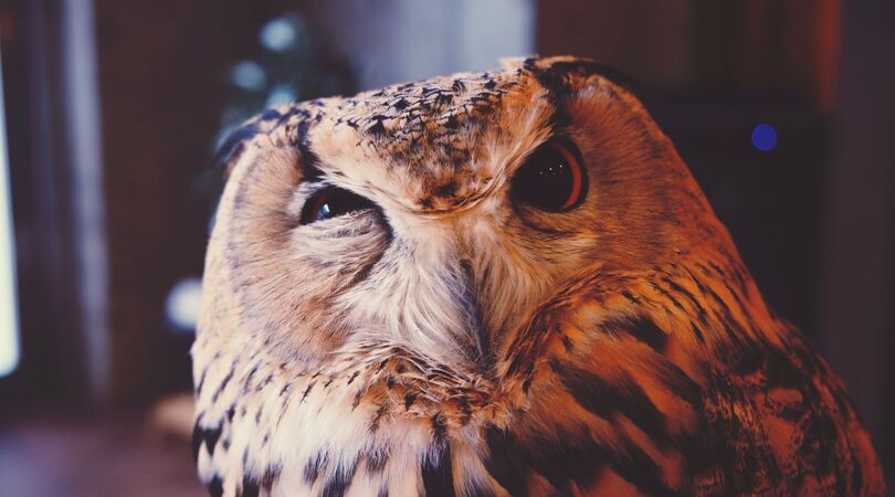 Deze 8 woorden mag je na het lezen van dit artikel n&oacute;&oacute;it meer verkeerd uitspreken