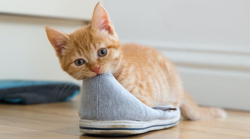 Leuk weetje: waarom katten zo gek zijn op schoenen