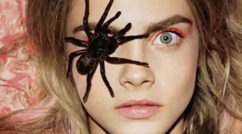Dit is waarom je spinnen in huis beter niet dood kan maken