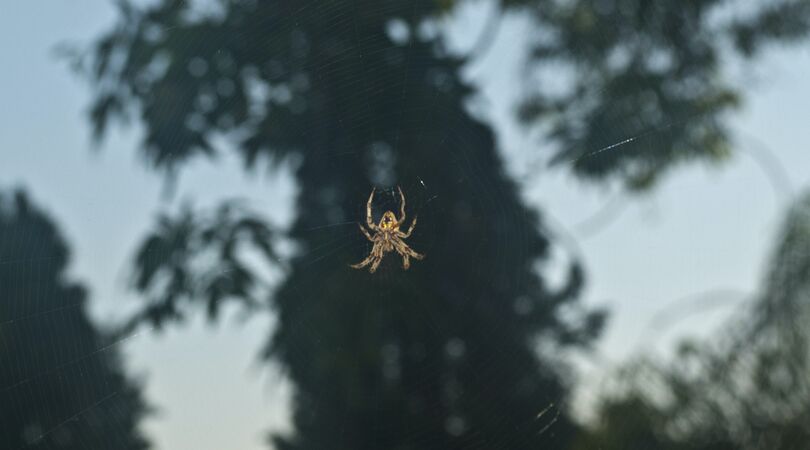 Deze grote exotische spin is steeds vaker te vinden in Nederland