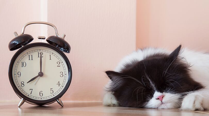 Dit herken je alleen als je een hekel aan maandag hebt