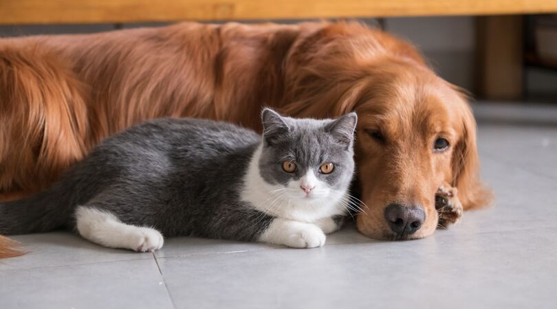 De 9 populairste huisdieren van 2020 op een rijtje