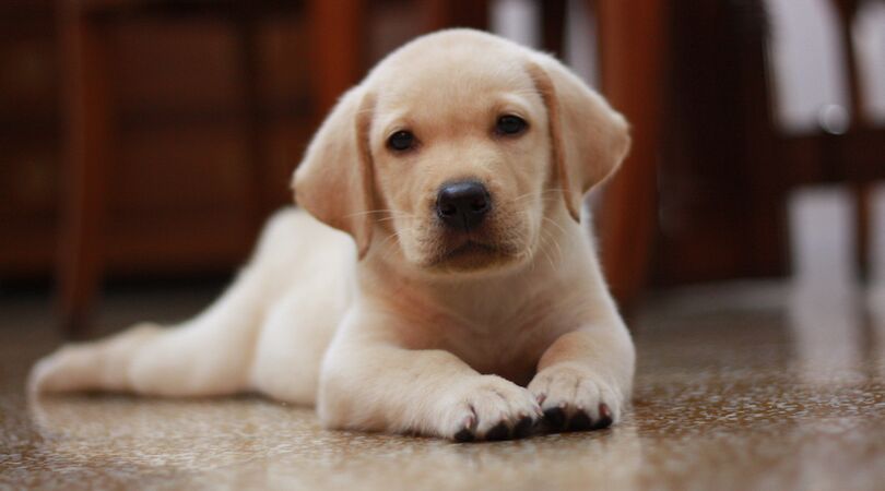 Wereldreizigers opgelet: via deze livestreams krijg je het gevoel dat je op vakantie bent