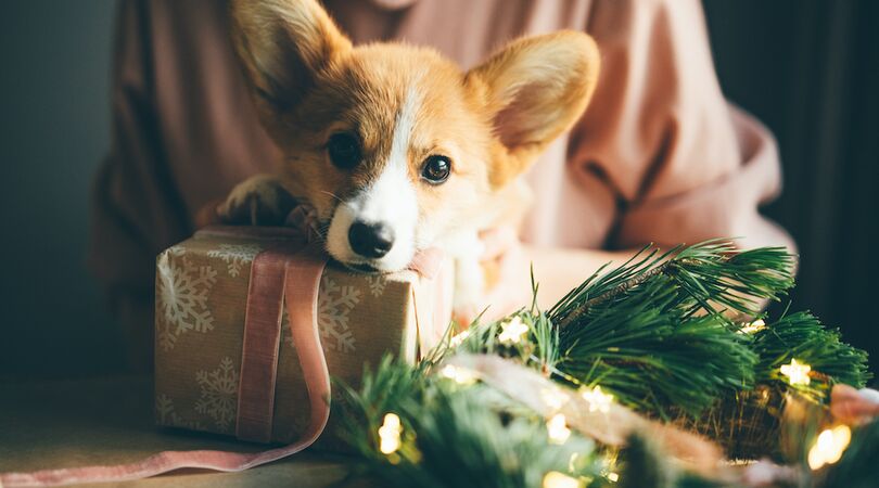 Wil je hebben: Cuddle Clones verkoopt t&eacute; schattige pantoffels van jouw hond of kat