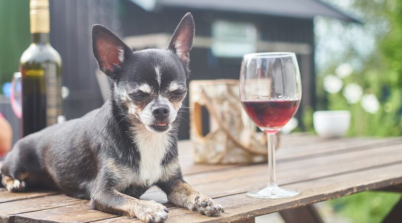 Hoe leuk? Bij ALDI koop je heerlijke wijn voor honden