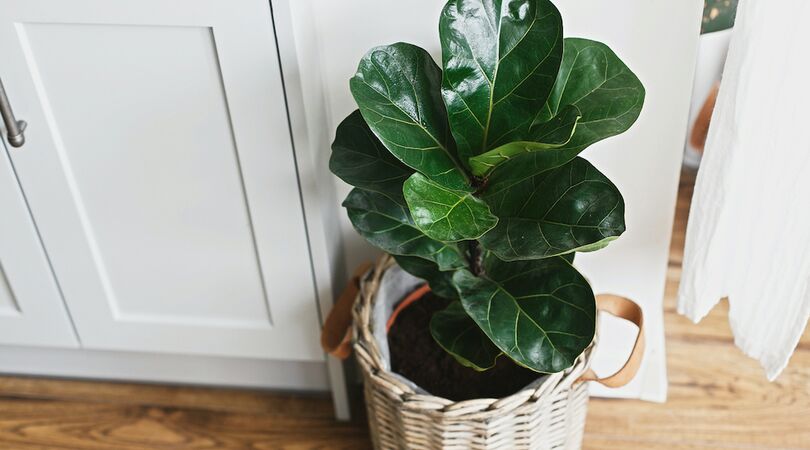 Lidl verkoopt deze week prachtige kamerplanten (voor een prikkie)