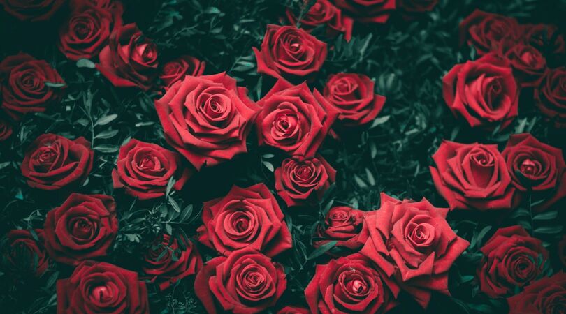 Rozen geven met Valentijn? Dit betekenen de verschillende kleuren