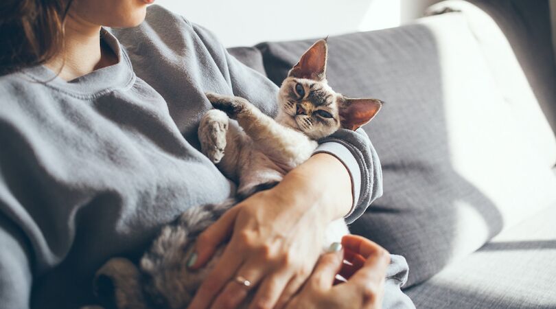 Er bestaat nu Tinder voor katten (om voor jou de perfecte kat te vinden)