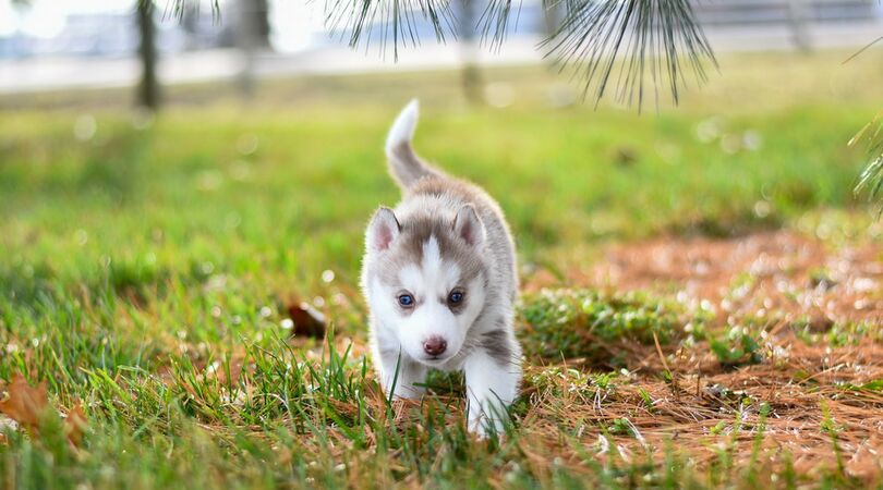 Cute! Je kan nu pantoffels dragen die exact op je huisdier lijken