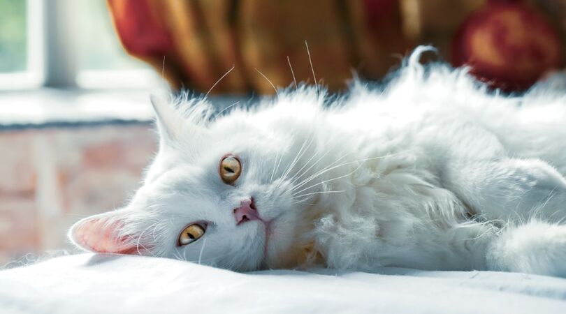 Hi poes! Dit zijn de leukste apps voor jou &eacute;n je kat