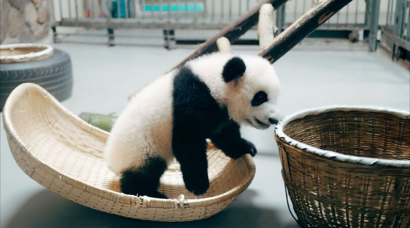 Cute! Als jij deze schattige dieren video&rsquo;s hebt gezien is jouw slechte humeur verdwenen